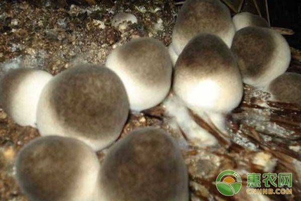 草乌种植技术