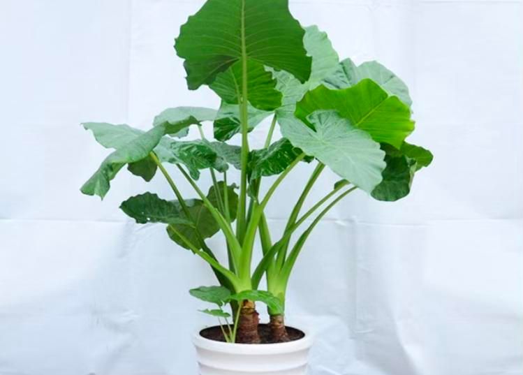 香水百合花的种植方法