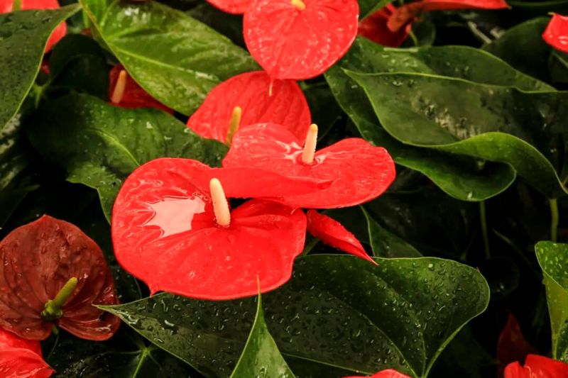 香水百合花的种植方法