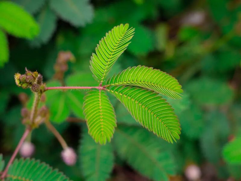 香水百合花的种植方法