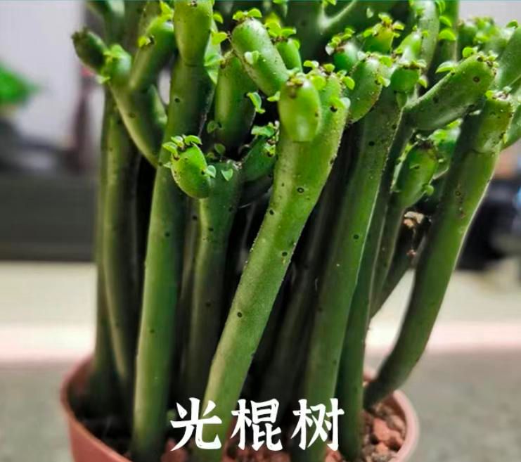 香水百合花的种植方法