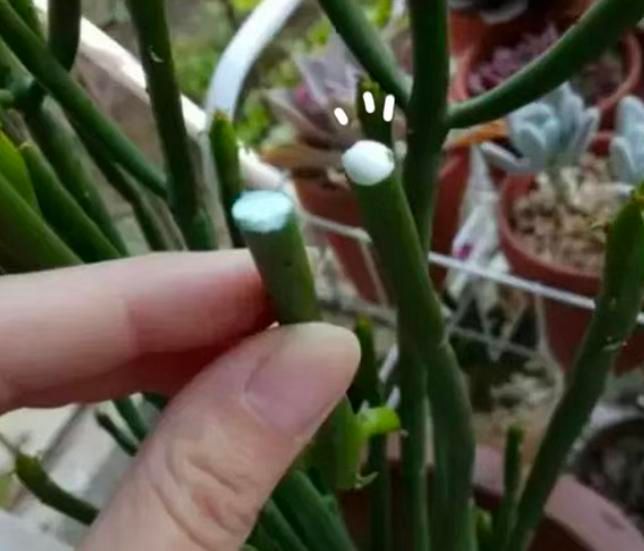 香水百合花的种植方法