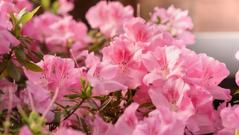 香水百合花的种植方法