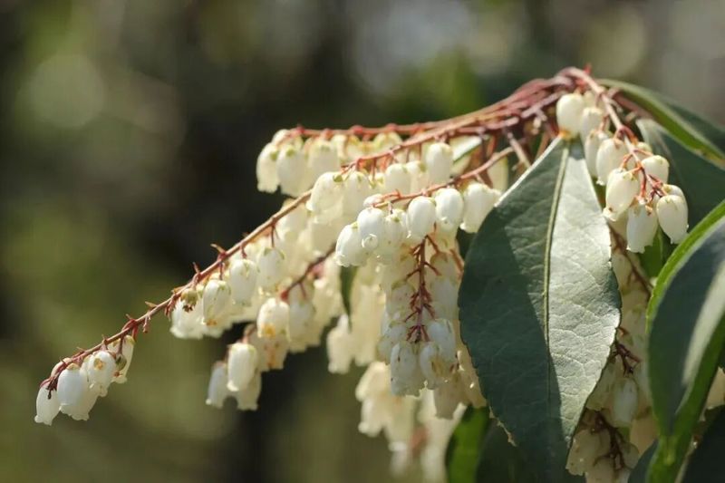 香水百合花的种植方法