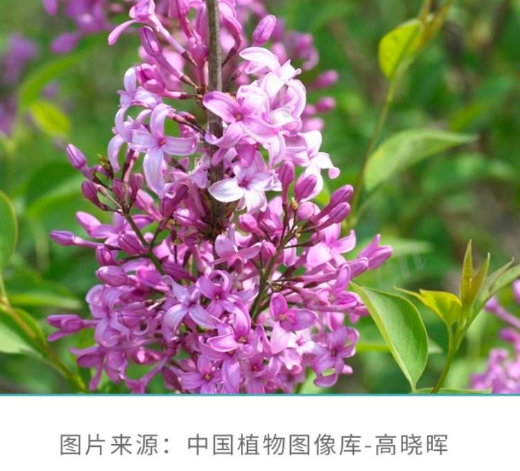 香水百合花的种植方法