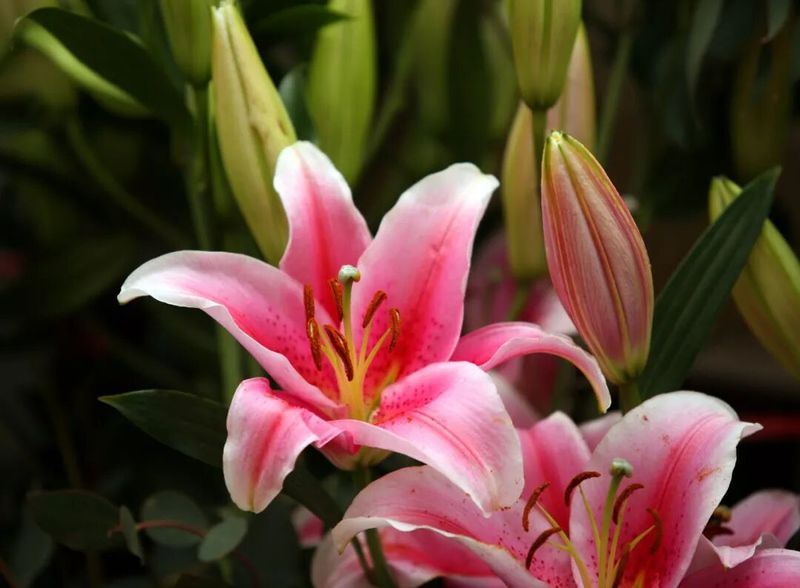 香水百合花的种植方法