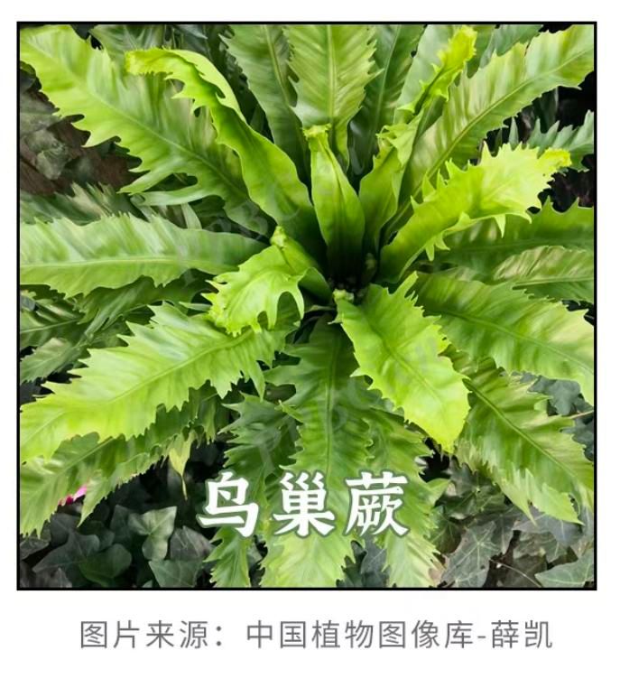 香水百合花的种植方法