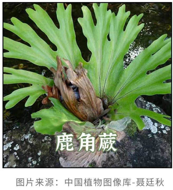 香水百合花的种植方法