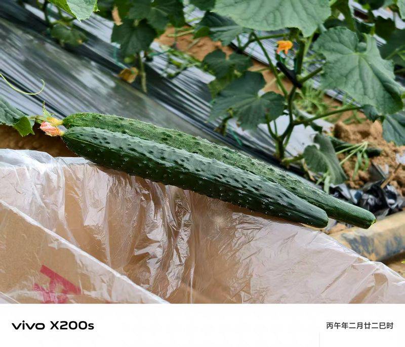 蔬菜大棚种植技术