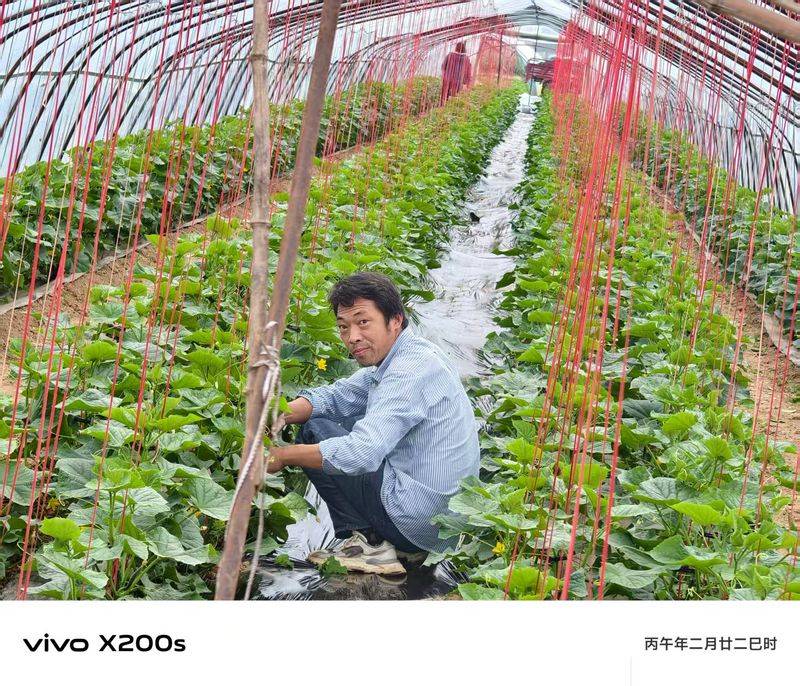 蔬菜大棚种植技术
