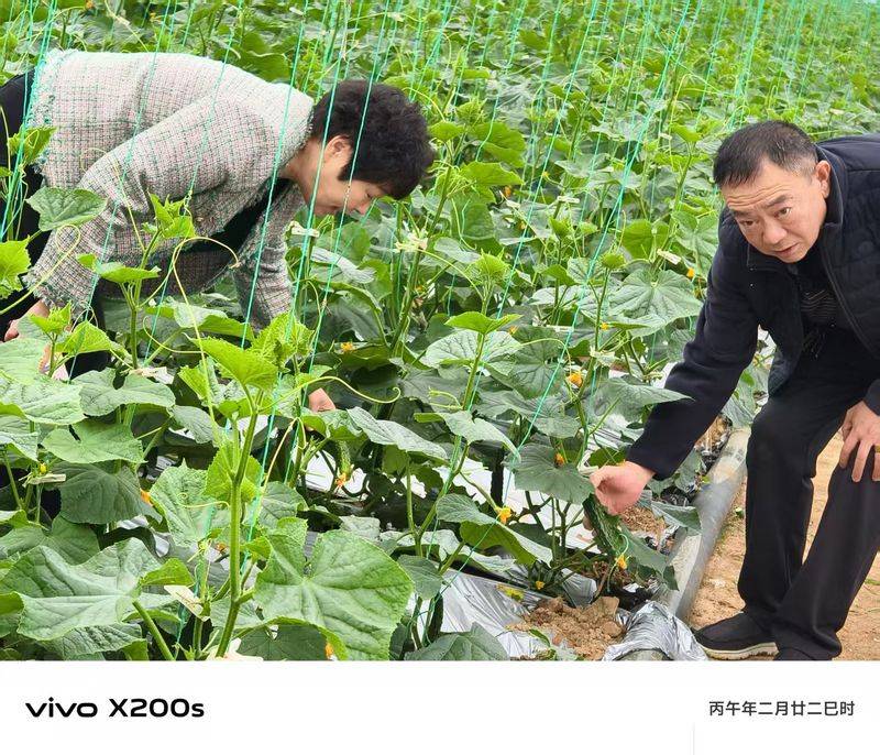 蔬菜大棚种植技术