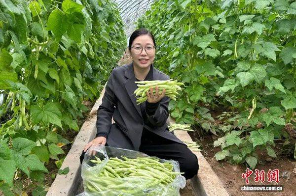 蔬菜大棚种植技术