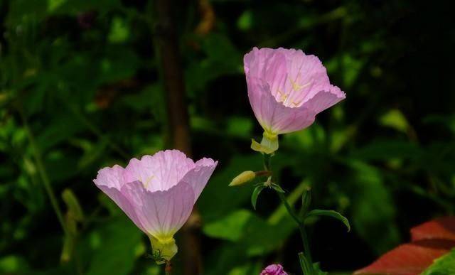 香水百合花的种植方法