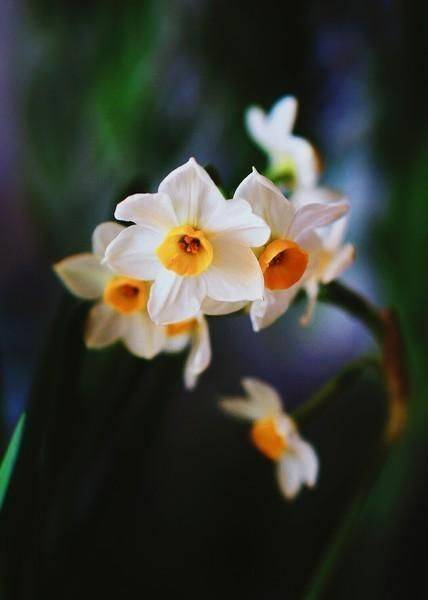香水百合花的种植方法