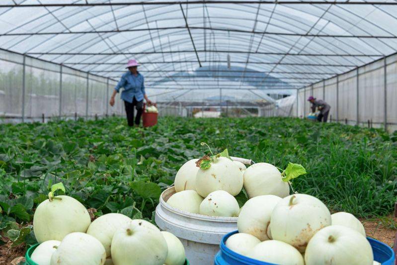 Technology for melon production