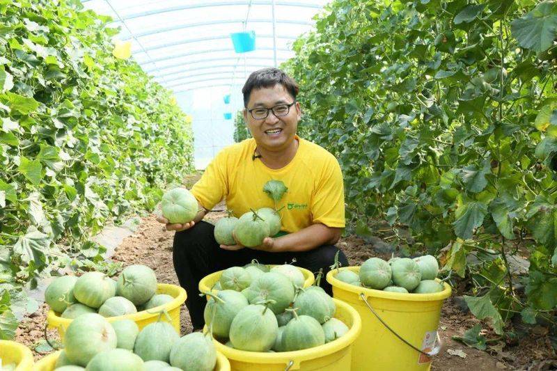 Technology for melon production