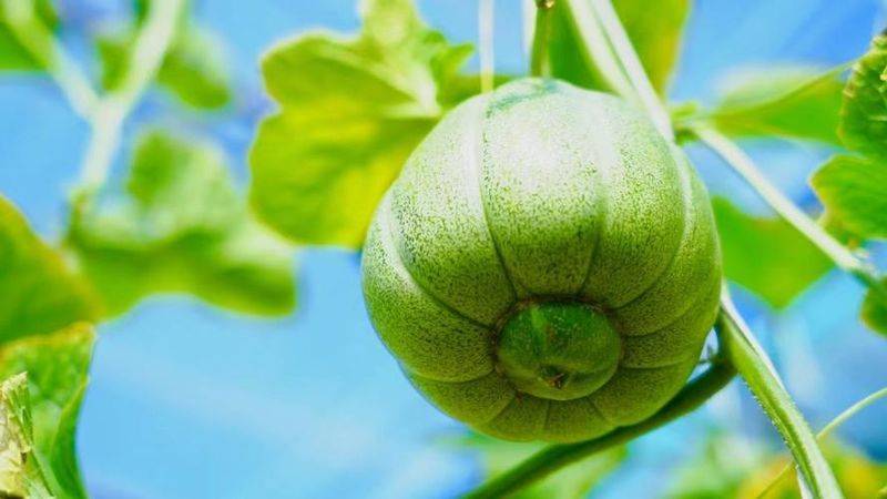 Technology for melon production