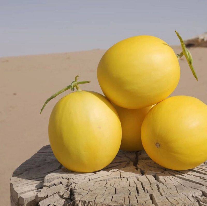 Technology for melon production