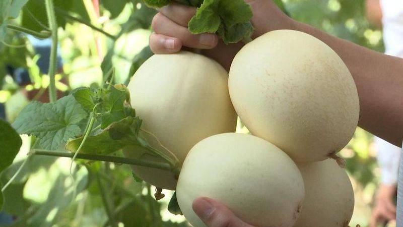 Technology for melon production