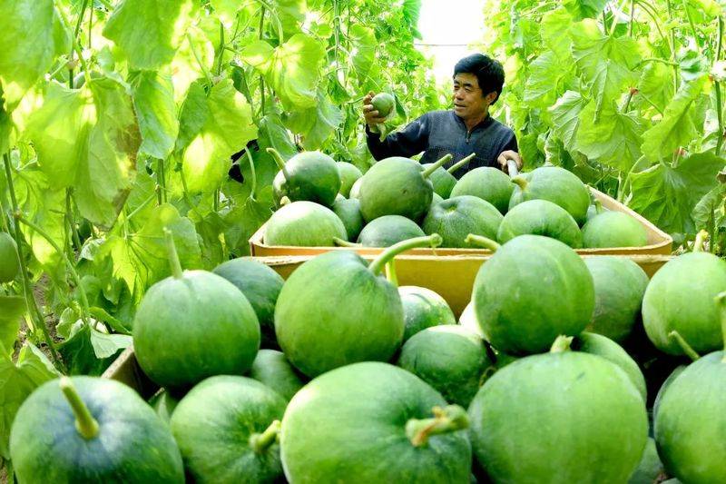 Technology for melon production