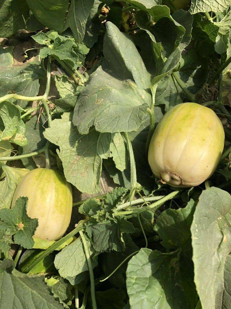 Technology for melon production