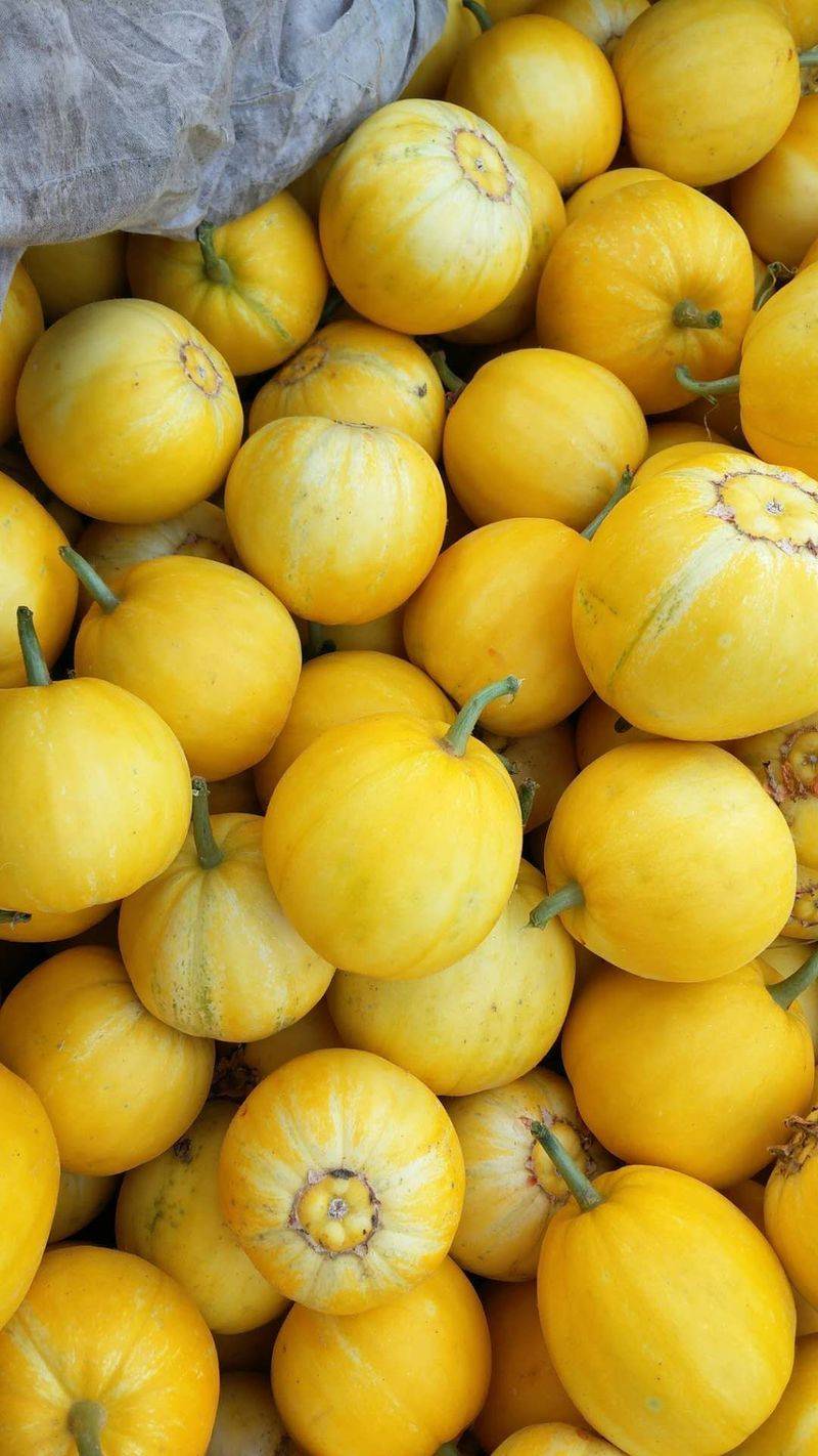 Technology for melon production