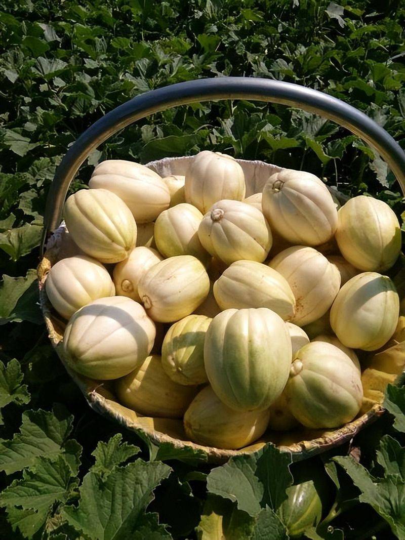 Technology for melon production