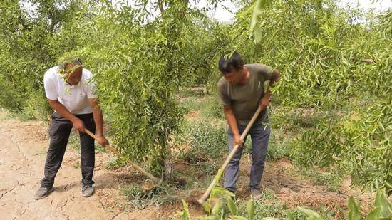 Black-tree planting techniques