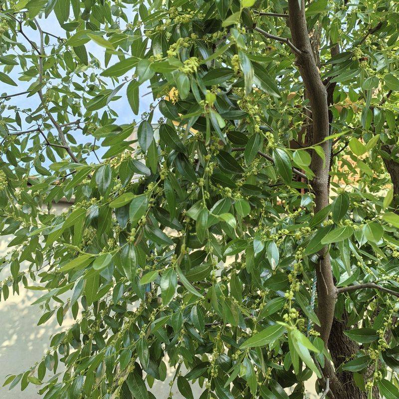 Black-tree planting techniques
