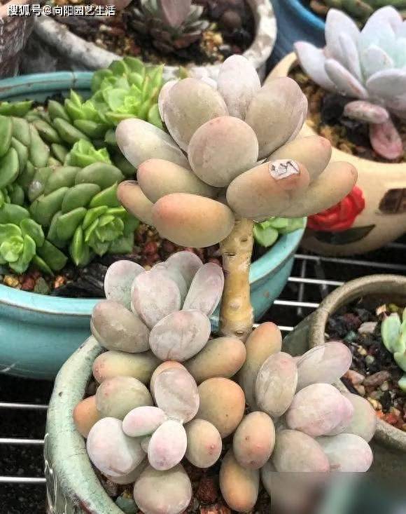 多肉移盆的种植方法