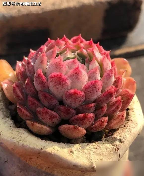 多肉移盆的种植方法