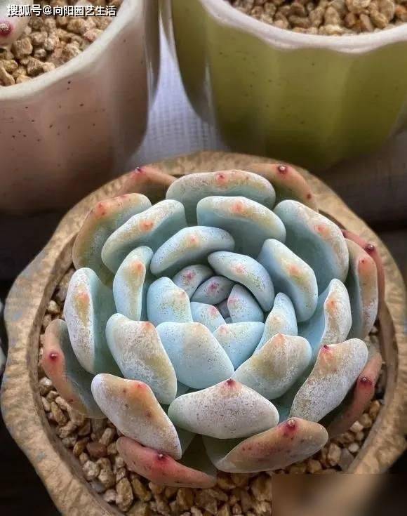 多肉移盆的种植方法