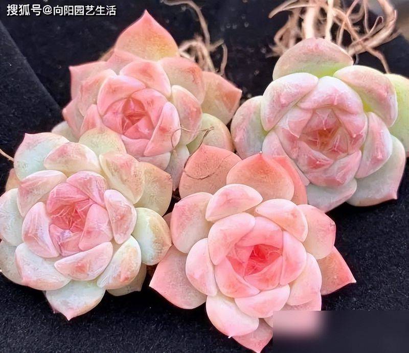 多肉移盆的种植方法