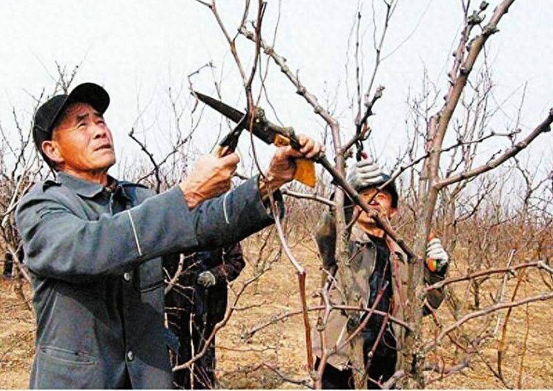 Black-tree planting techniques
