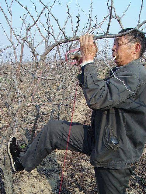 Black-tree planting techniques
