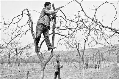 Black-tree planting techniques