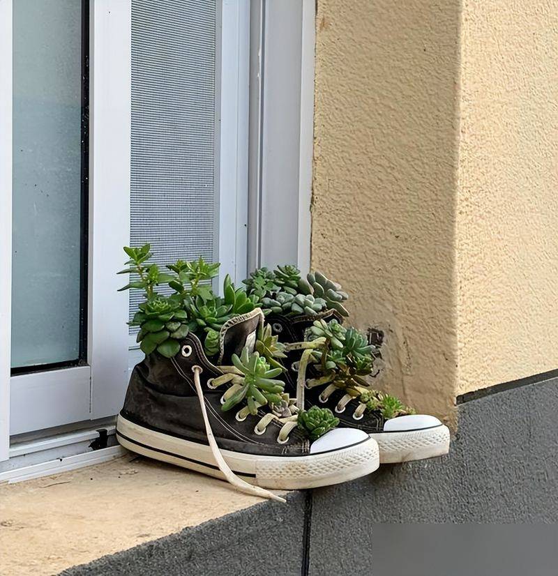 多肉移盆的种植方法