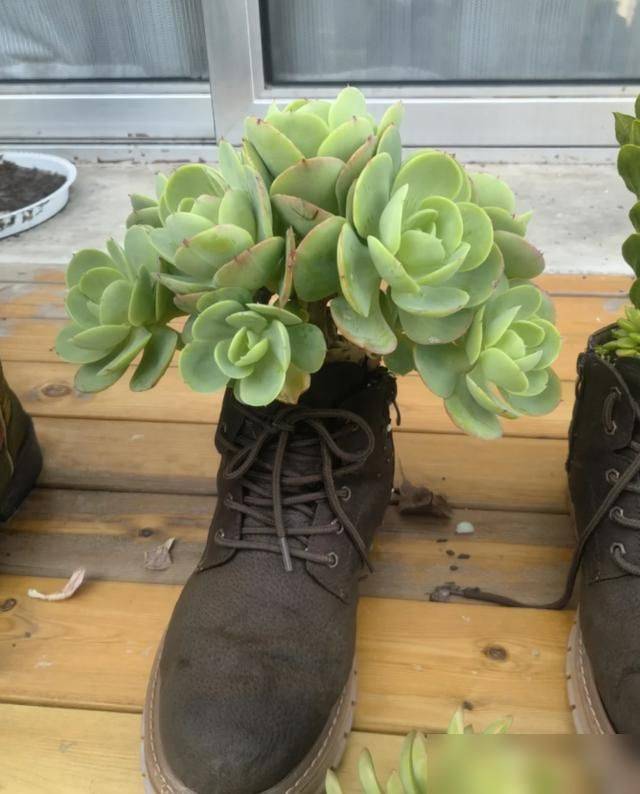多肉移盆的种植方法