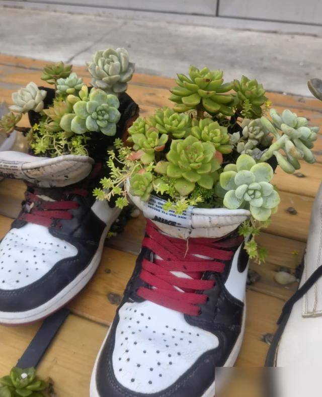 多肉移盆的种植方法