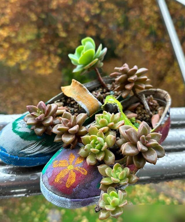 多肉移盆的种植方法