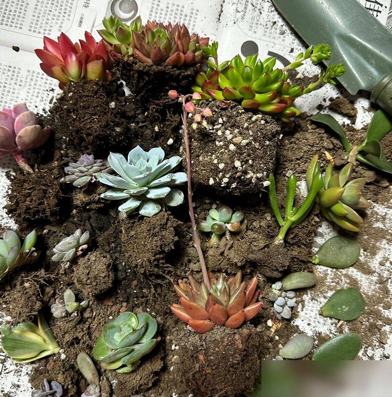 多肉移盆的种植方法