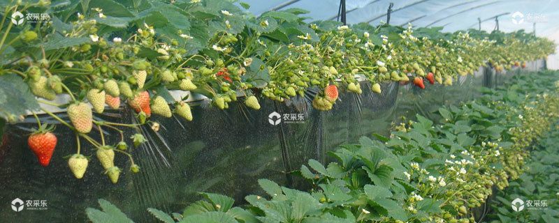 奶油草莓的种植方法