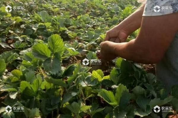 奶油草莓的种植方法