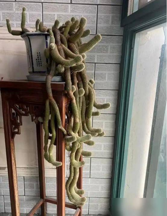 多肉移盆的种植方法
