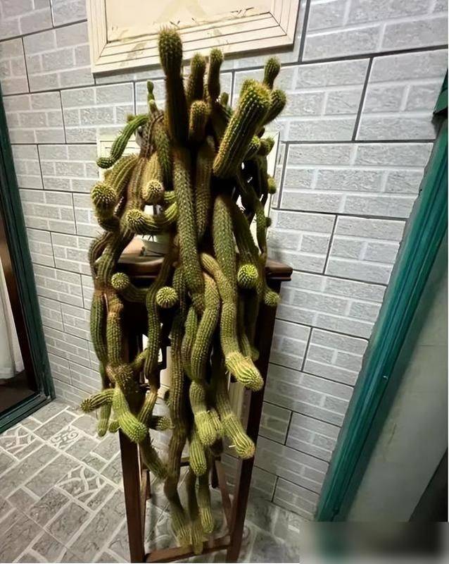 多肉移盆的种植方法