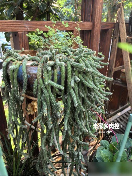 多肉移盆的种植方法