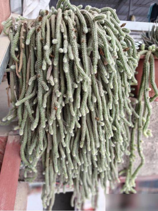 多肉移盆的种植方法