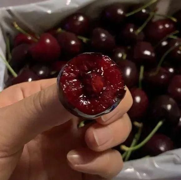 水果种子小盆栽种植方法
