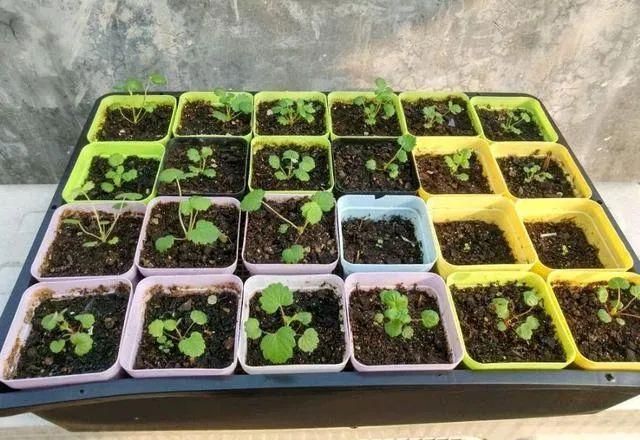 水果种子小盆栽种植方法