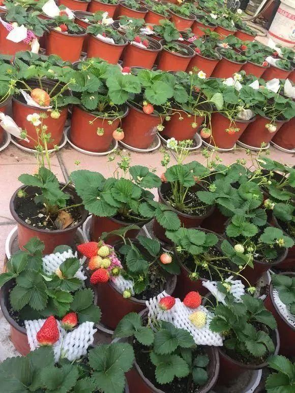 水果种子小盆栽种植方法